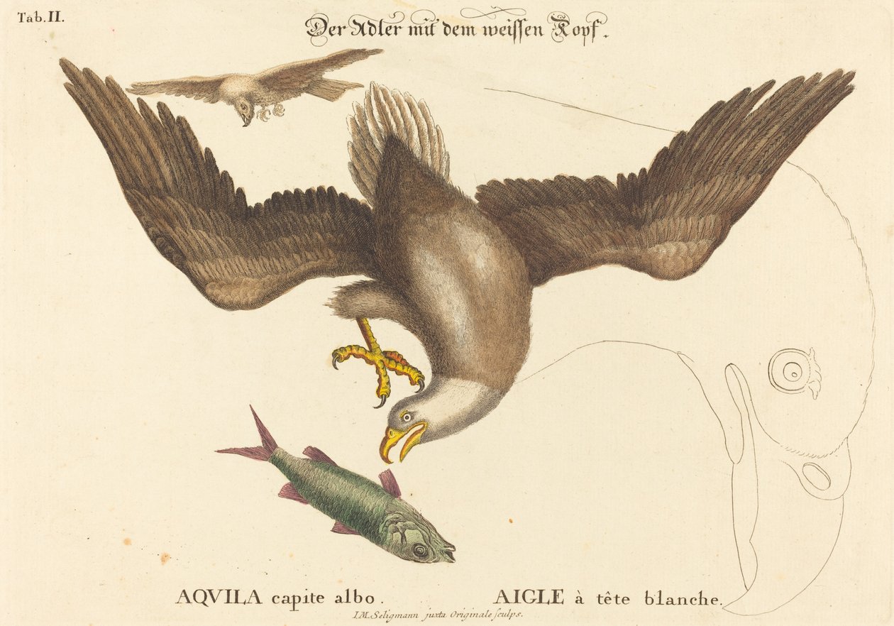 白頭ワシ (Falco leucocephalus) 作： マーク・ケイツビーの後のヨハン・ミヒャエル・セリグマン