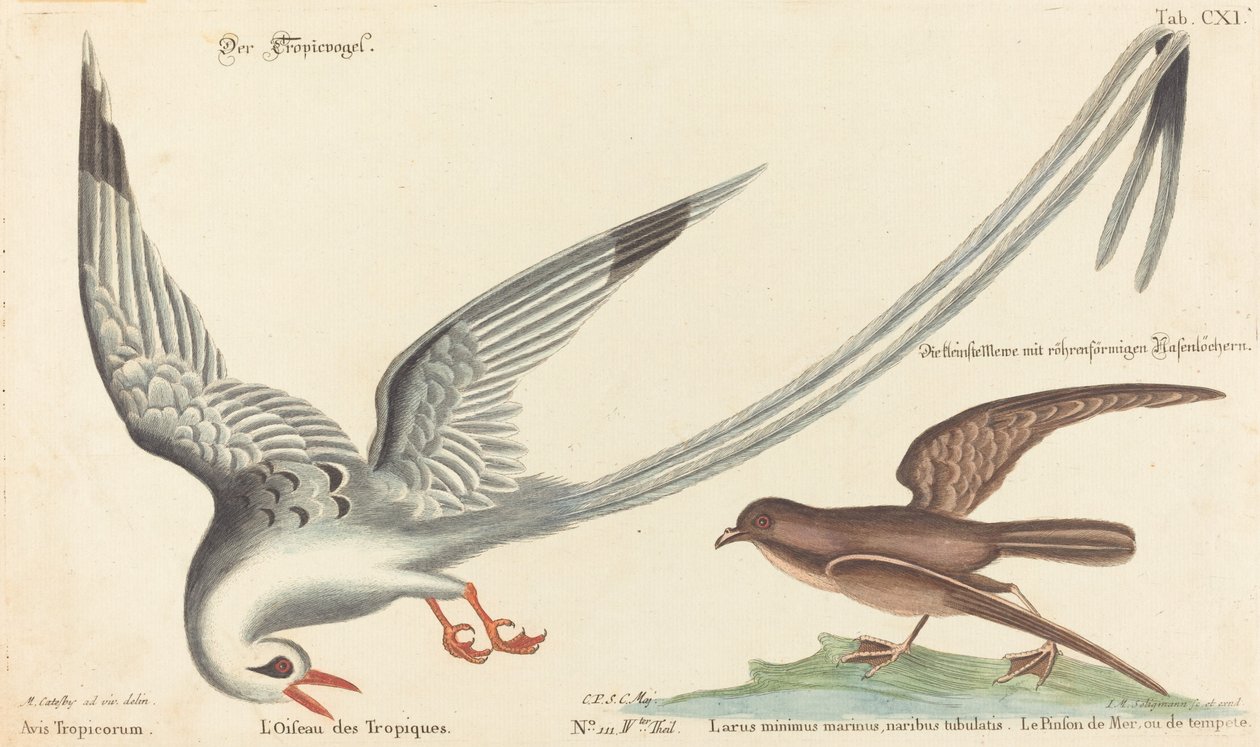 熱帯の鳥 (Phaeton aethereus) 作： マーク・ケイツビーの後のヨハン・ミヒャエル・セリグマン