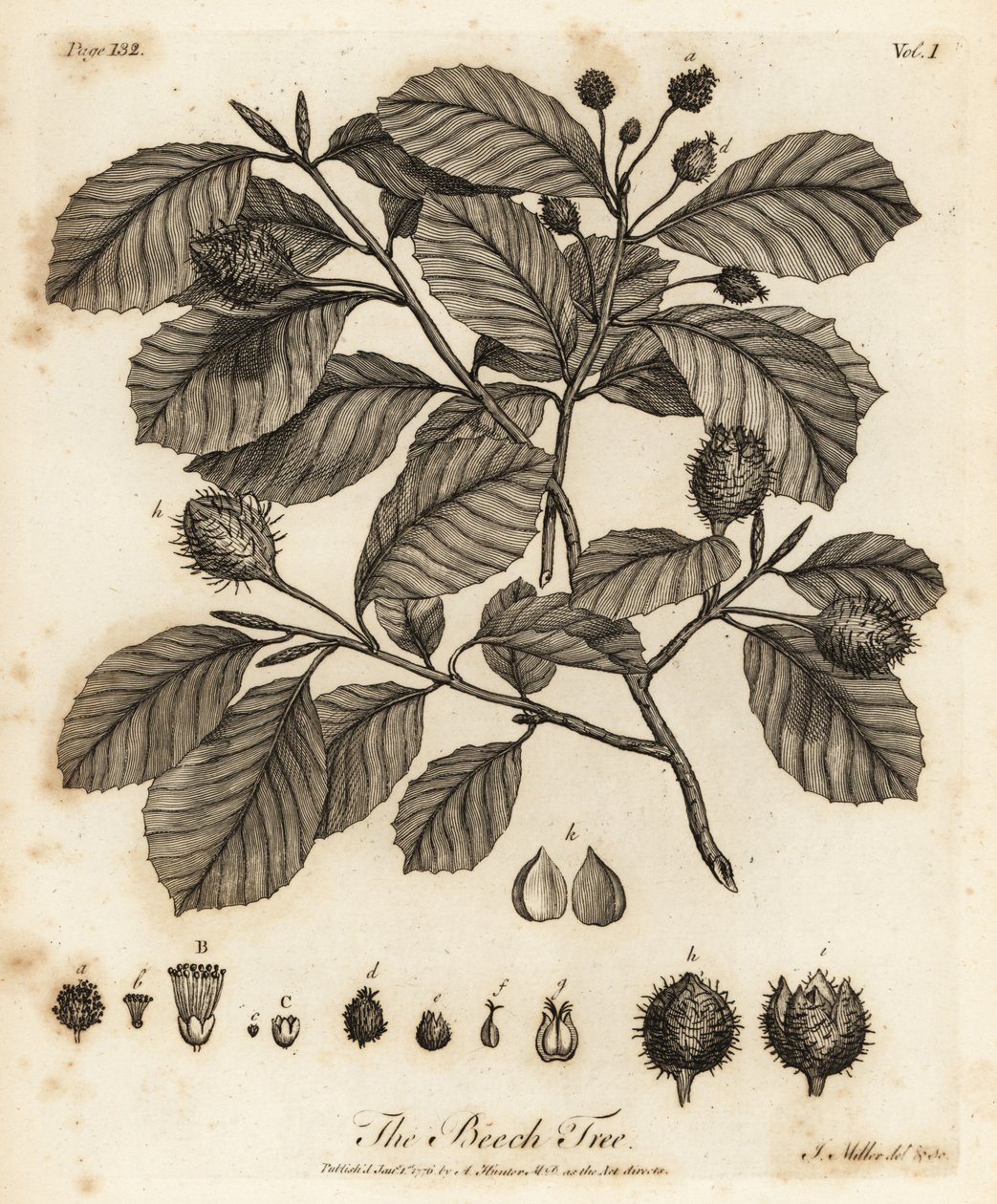 ヨーロッパのブナまたは一般的なブナ、Fagus sylvatica。 作： ヨハン・セバスチャン・ミュラー