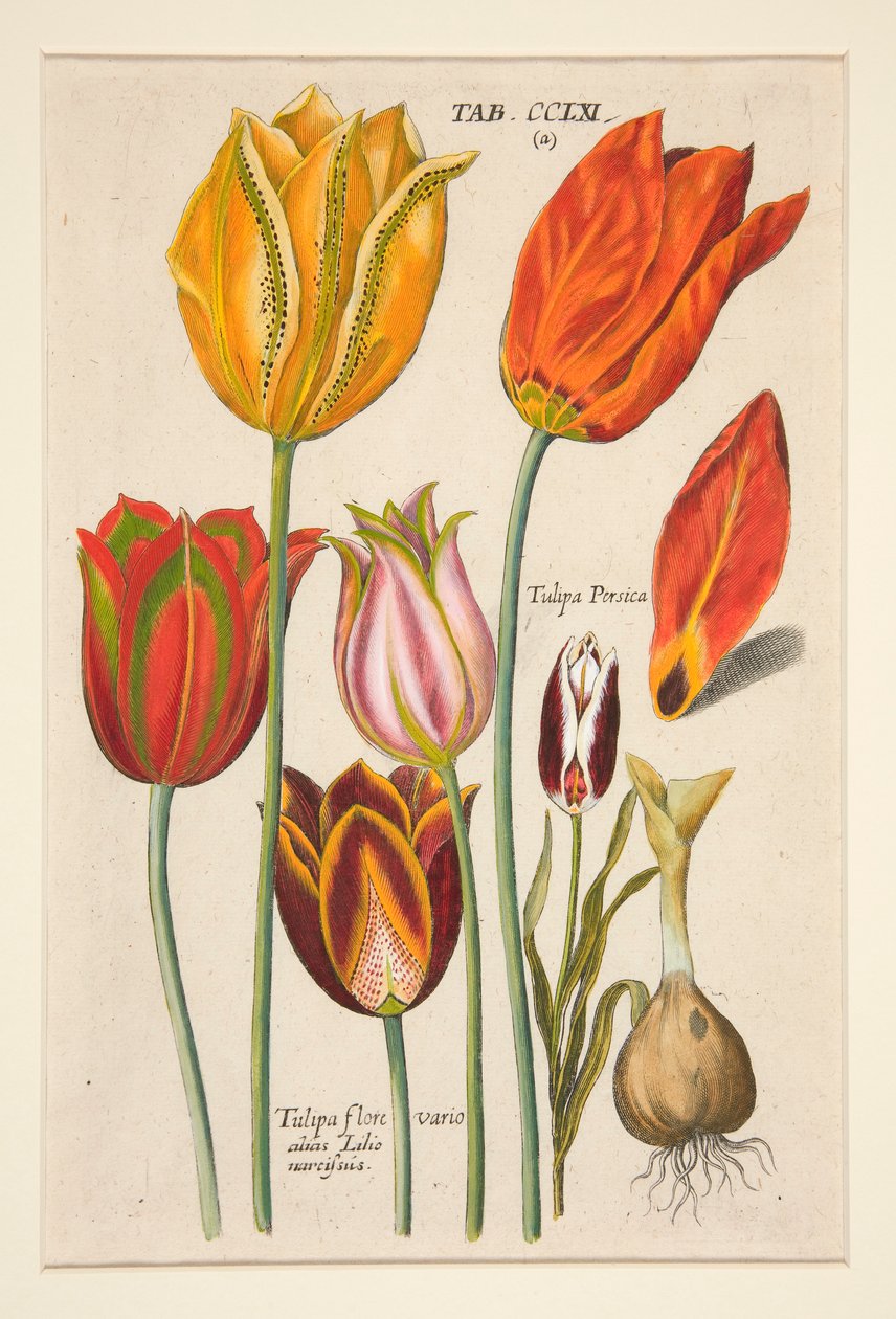 新しい Florilegium、これは花と植物のさまざまな最大光線 (フラワー プレート) です。 (チューリップ); 81プレートセットから 作： ヨハン・セオドア・ド・ブライ