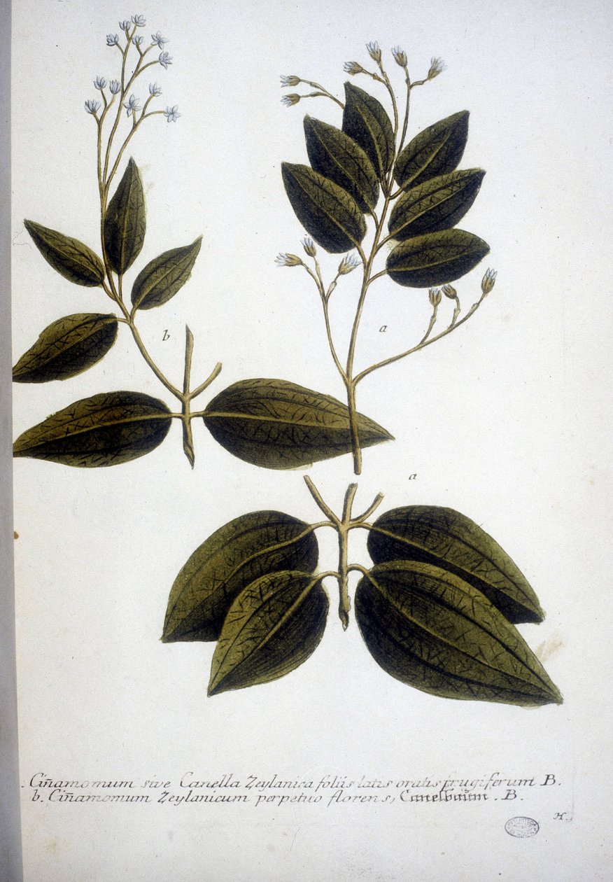 Cinnamomum Zeylanicum (Ceylon Cinnamomum) - 1737年にJ.W.Weinmannが作成したハーバリウムのエングレーヴィング。 作： ヨハン・ウィルヘルム・ワインマン