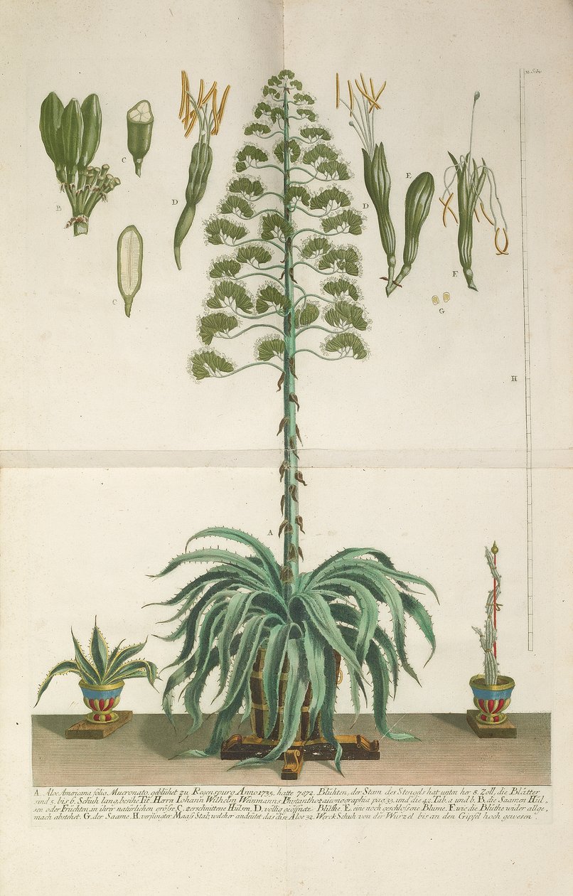 アロエ アメリカーナ フォリオ マクロナートの彫刻とメゾチント プレート、c. 1735-1737 作： ヨハン・ヴィルヘルム・ワインマン
