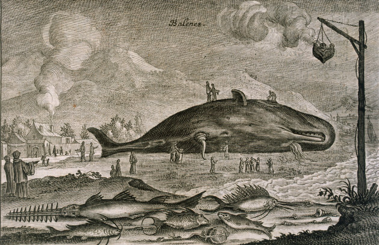 1665年に中国の海で採れた他のさまざまな魚がいる浜辺のマッコウクジラ 作： ヨハネス・ニーホフ