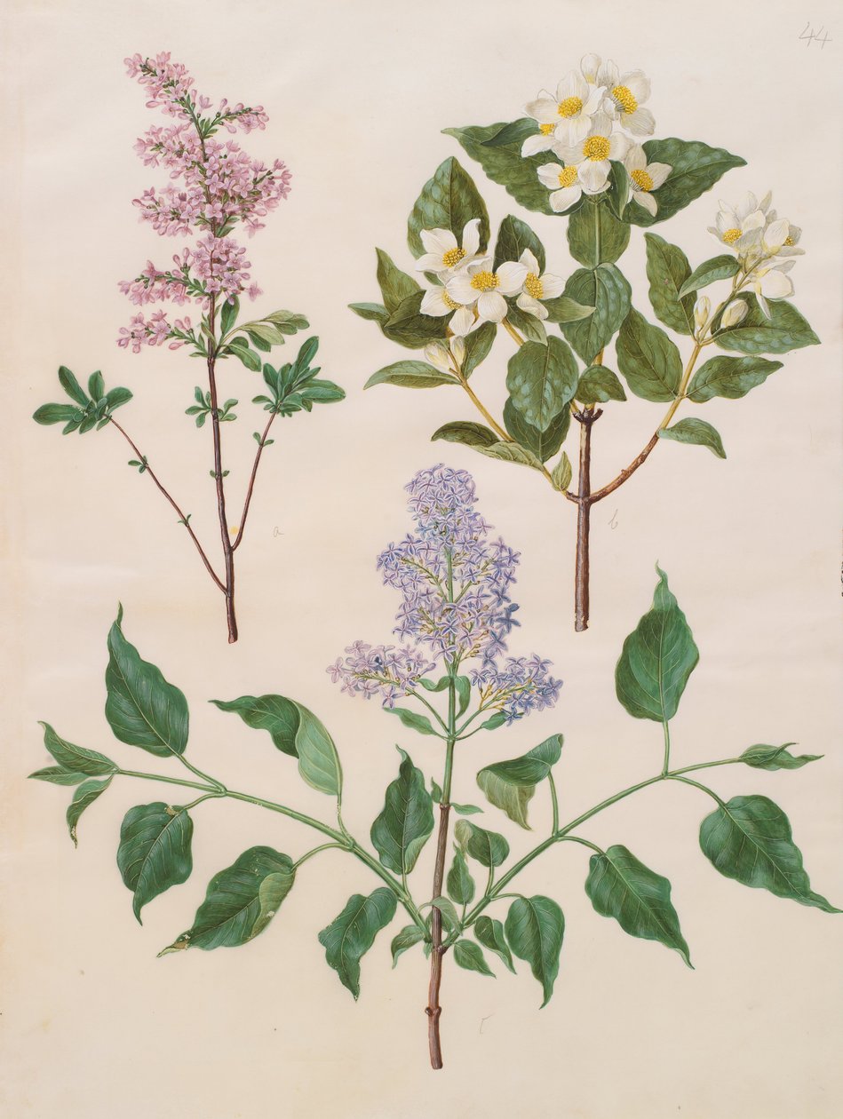 シリンガ×ペルシカ; Philadelphus coronarius;シリンガ尋常性 作： ヨハネス・サイモン・ホルツベッチャー