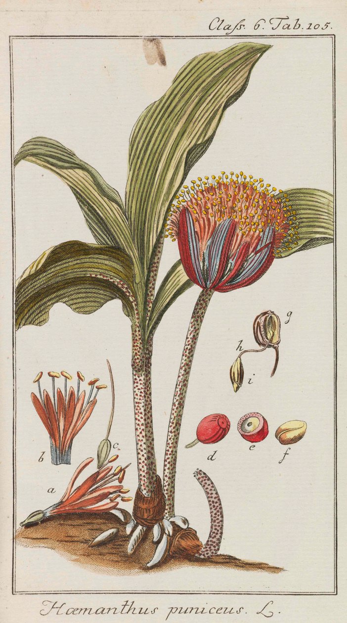 美しく希少な植物のセレクション、1795-1798。 作： ヨハネス・ツォン