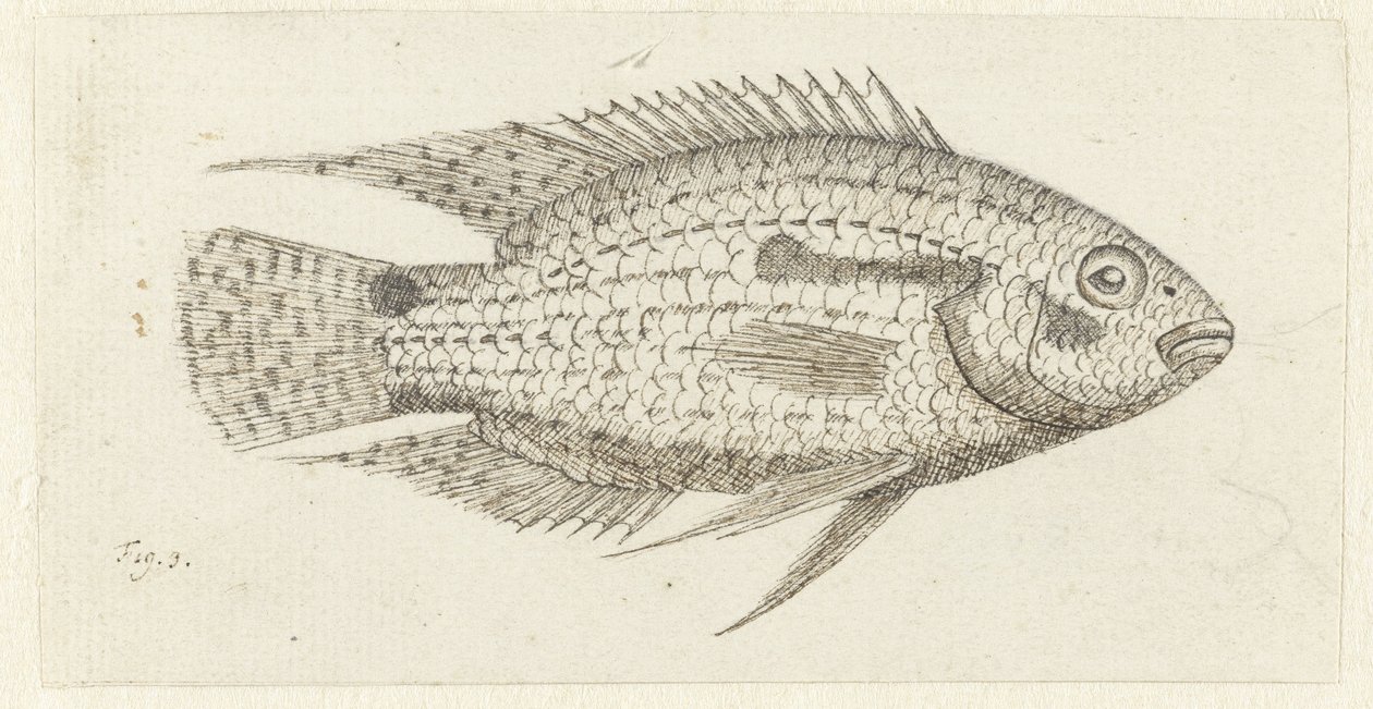 熱帯魚 Chromis epse 作： Johannes le Francq van Berkhey