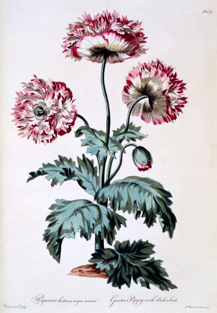 1770年3月に出版された、ブラックシードのガーデンポピー、「The British Herbalist」のイラスト 作： ジョン・エドワーズ