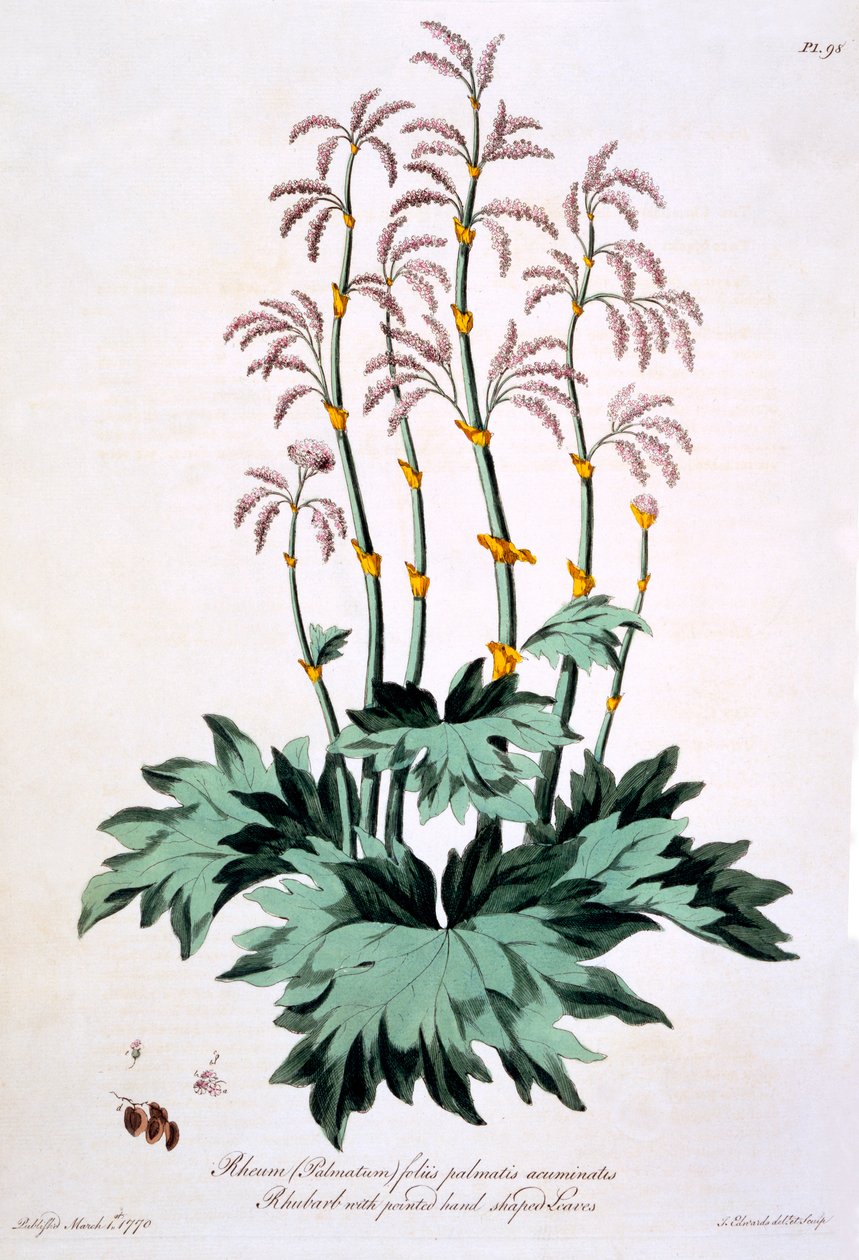 尖った手形の葉を持つルバーブ、「The British Herbalist」のイラスト、1770年3月 作： ジョン・エドワーズ