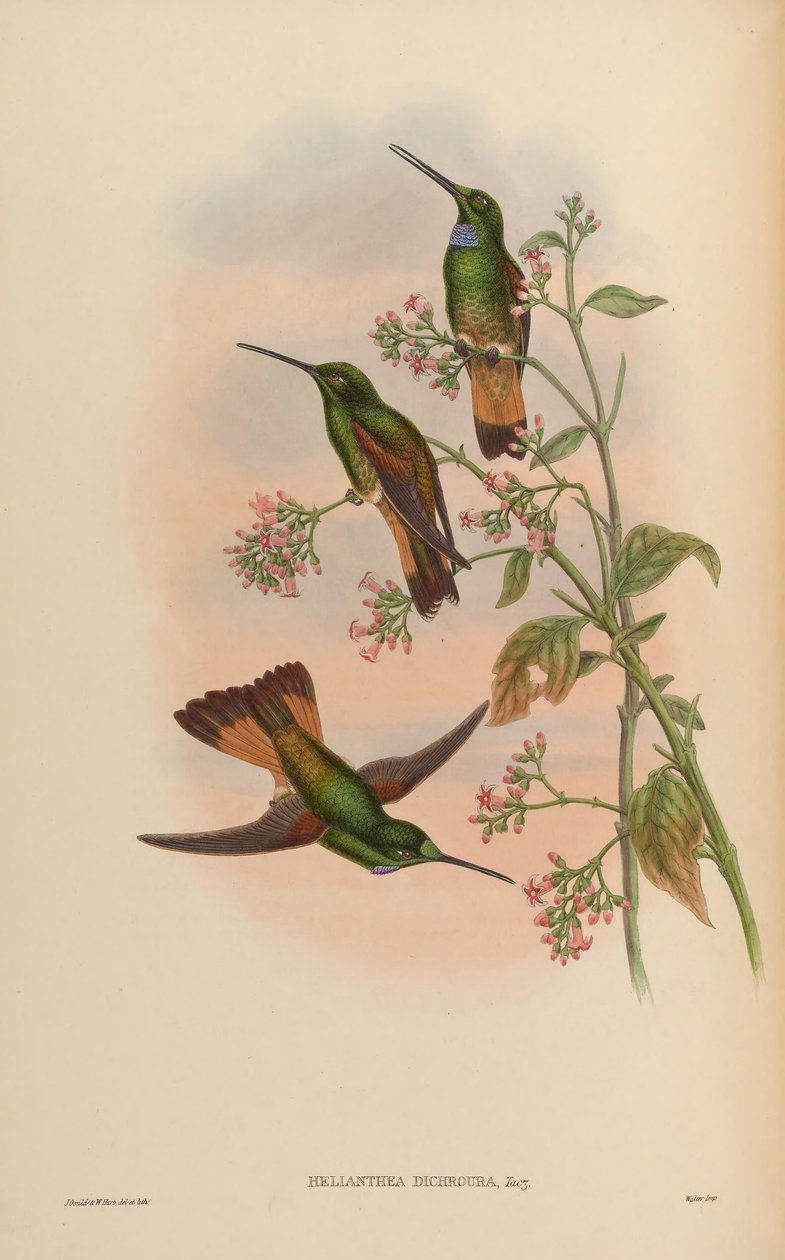 Trochilidae、またはハチドリの家族のモノグラフ 作： ジョン・ゴールド