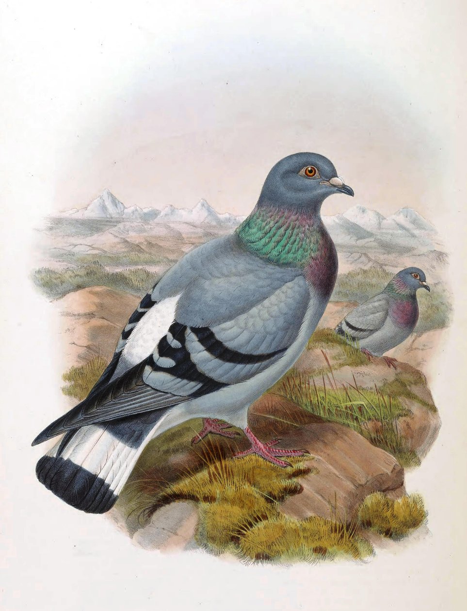 ロッキーダブ（Columba rupestris） 作： ジョン・グールド
