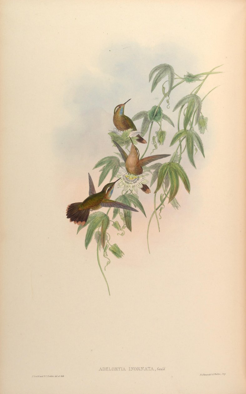 Adelomyia inornata = Adelomyia melanogenys inornata 作： ジョン・グールド