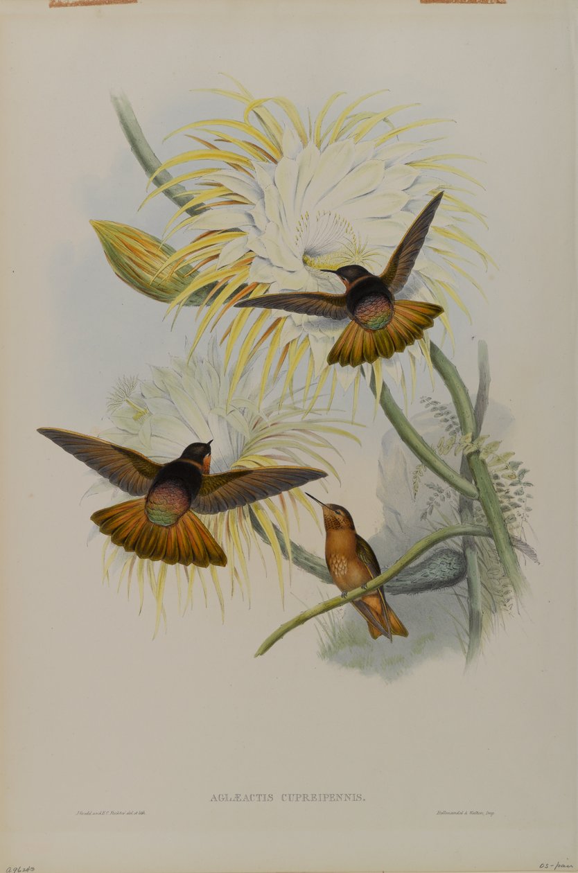 Aglaeactis cupreipennis 作： ジョン・グールド