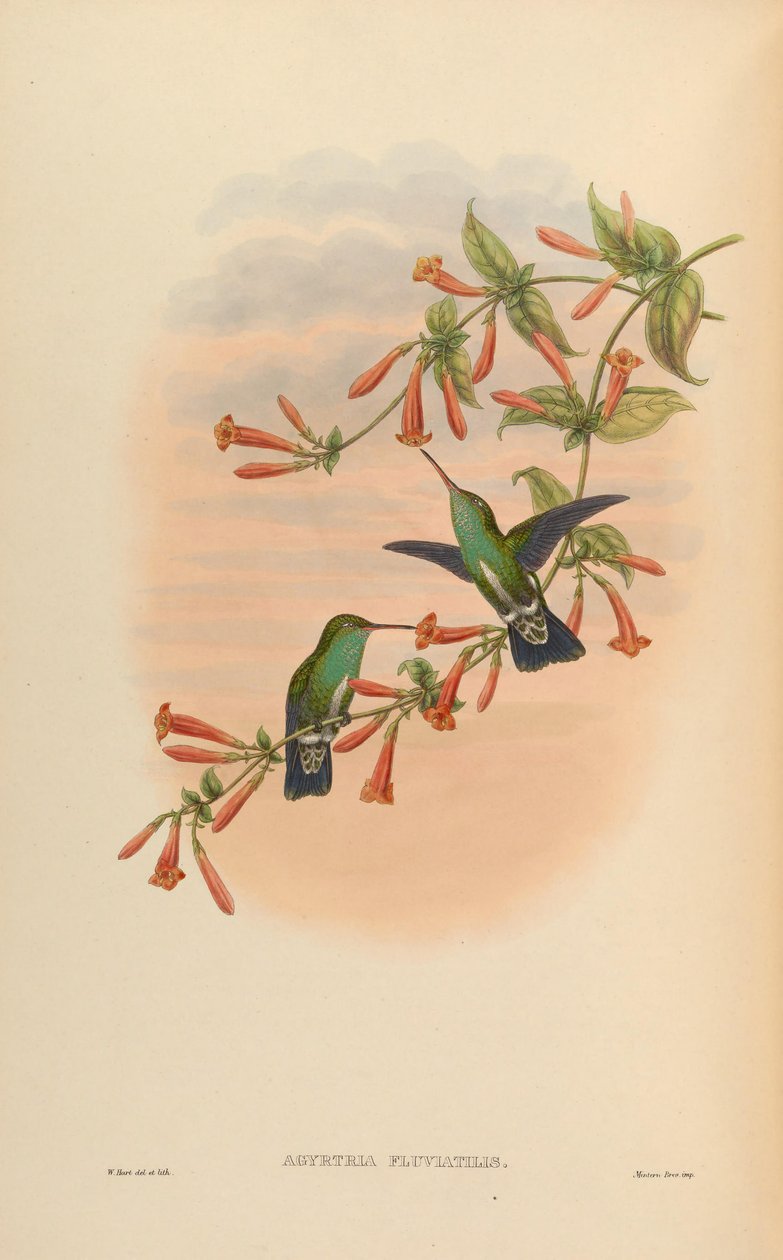 Agyrtria fluviatilis = Amazilia fimbriata apicalis 作： ジョン・グールド