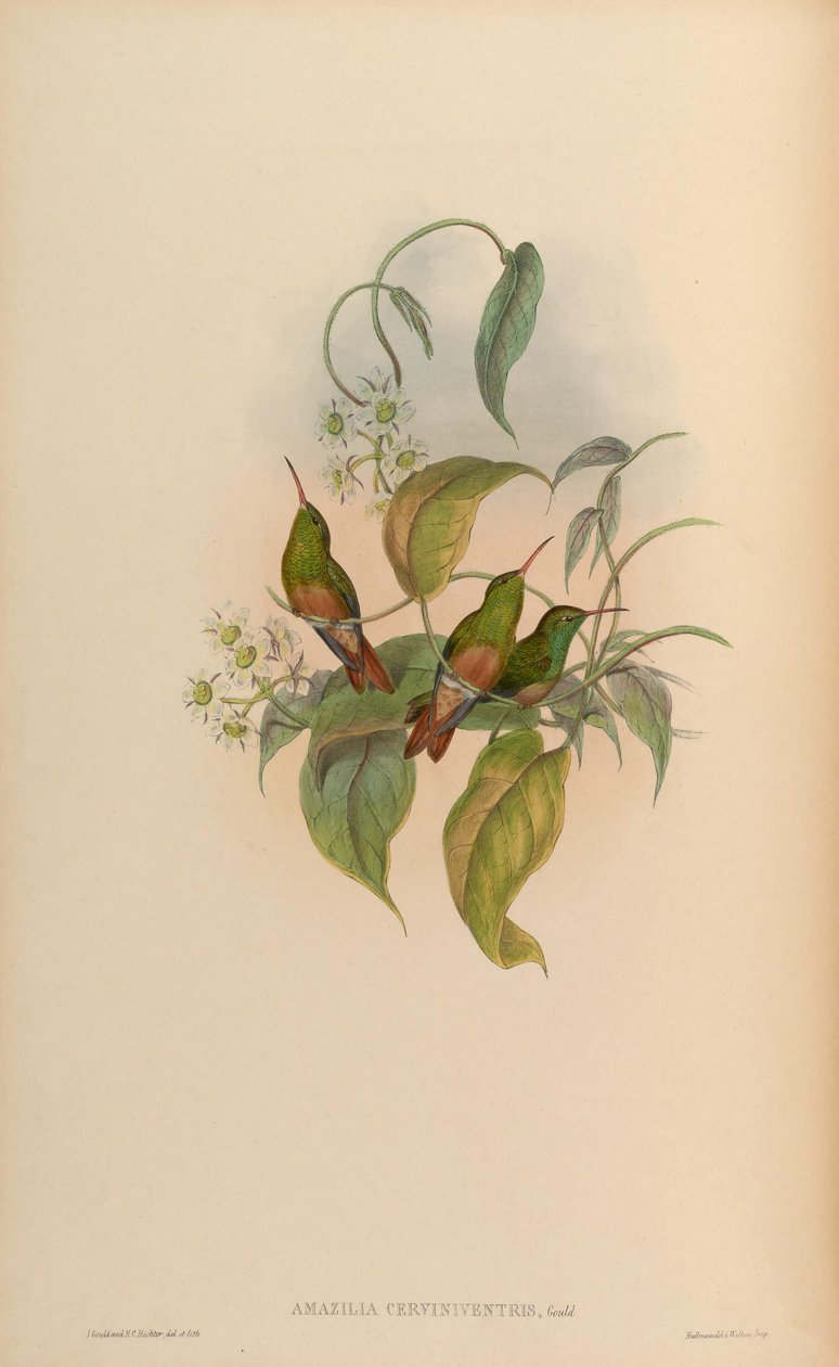 Amazilia cerviniventris = Amazilia yucatanensis cerviniventris 作： ジョン・グールド