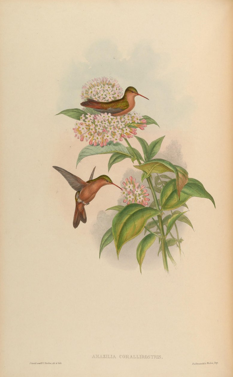 Amazilia corallirostris = Amazilia rutila corallirostris 作： ジョン・グールド