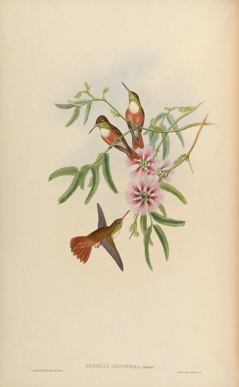 Amazilia leucophaea = Amazilia amazilia leucocephala 作： ジョン・グールド