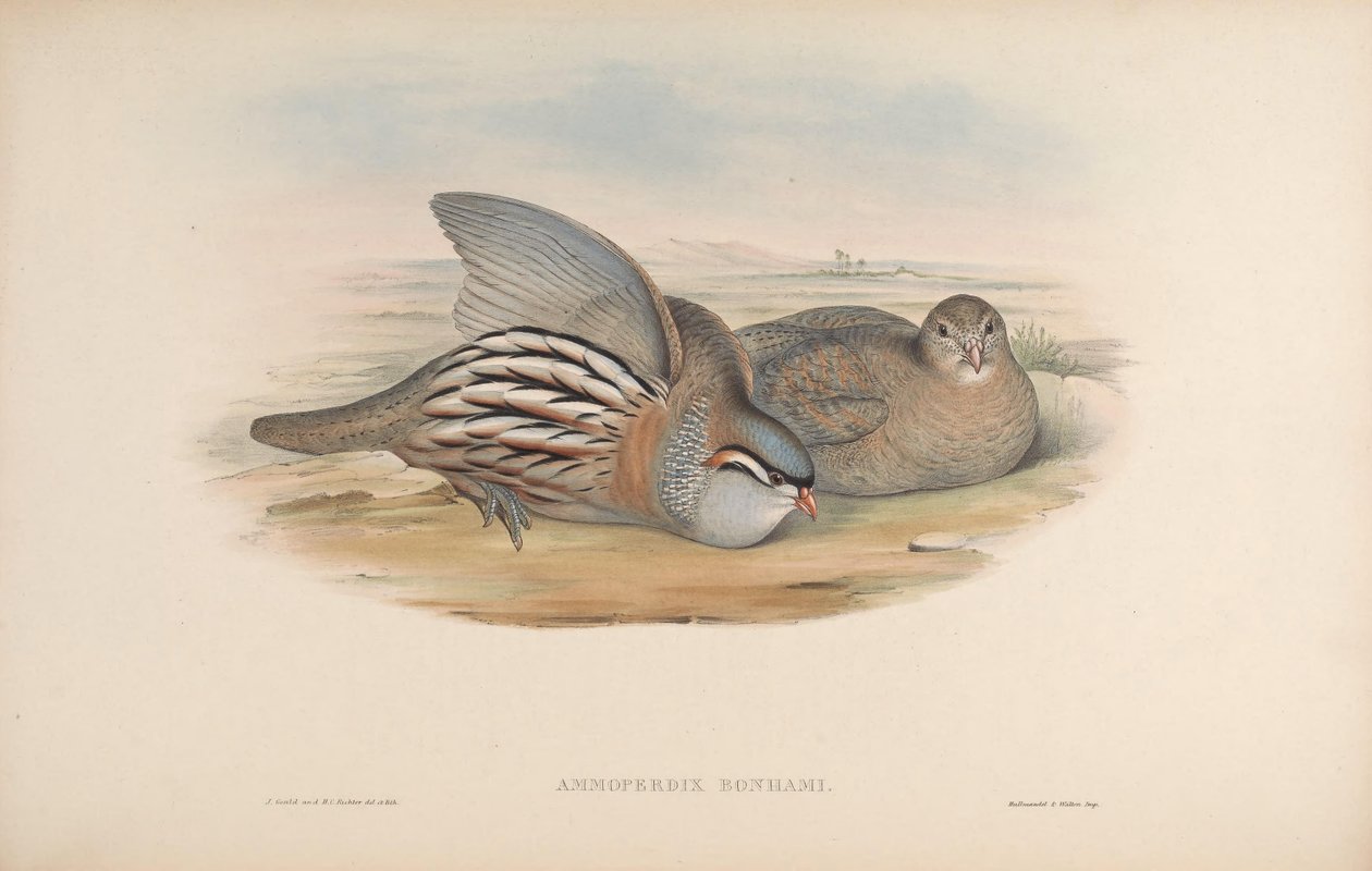 Ammoperdix bonhami = Ammoperdix griseogularis 作： ジョン・グールド