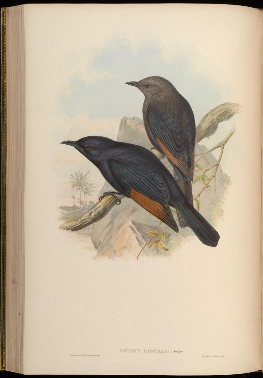 Amydrus tristamii = Onychognathus tristramii 作： ジョン・グールド