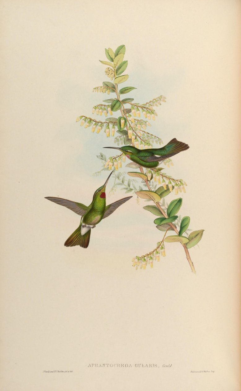 Aphantochroa gularis = Heliodoxa gularis 作： ジョン・グールド