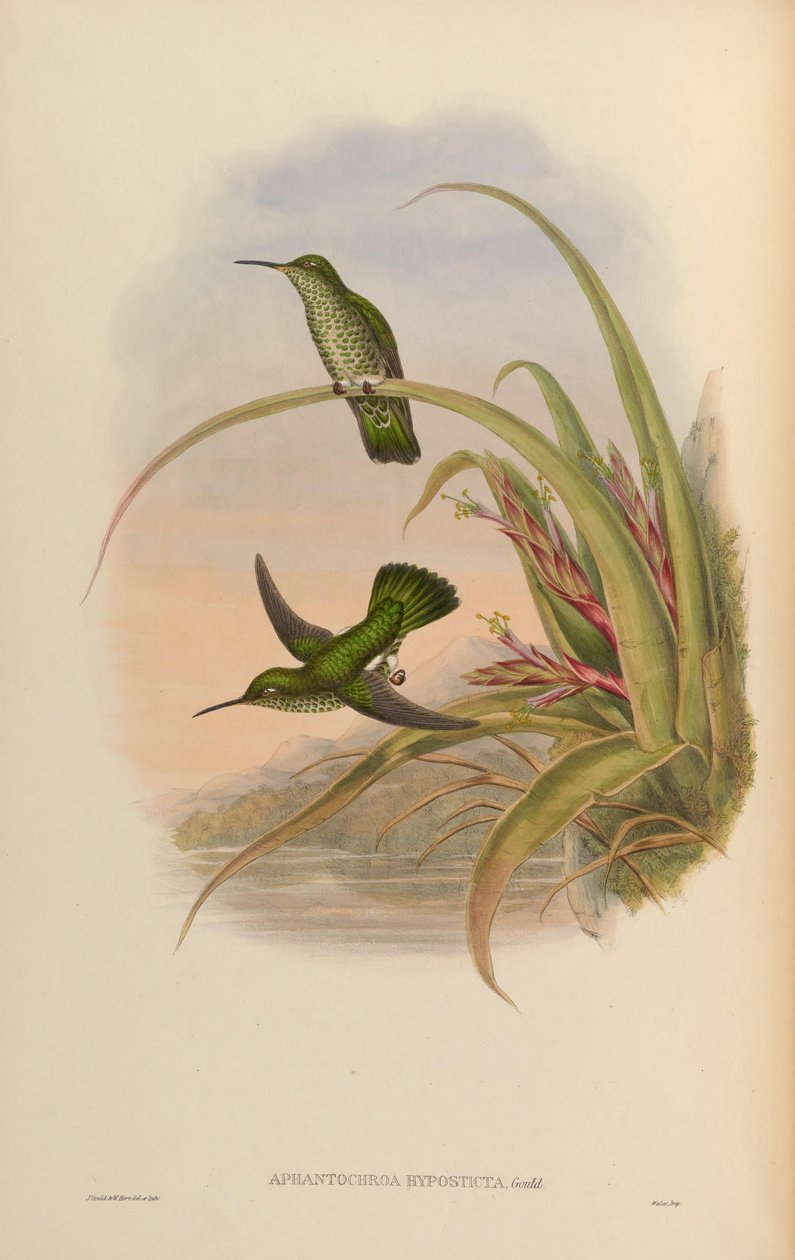 Aphantochroa hyposticta = Taphrospilus hypostictus 作： ジョン・グールド