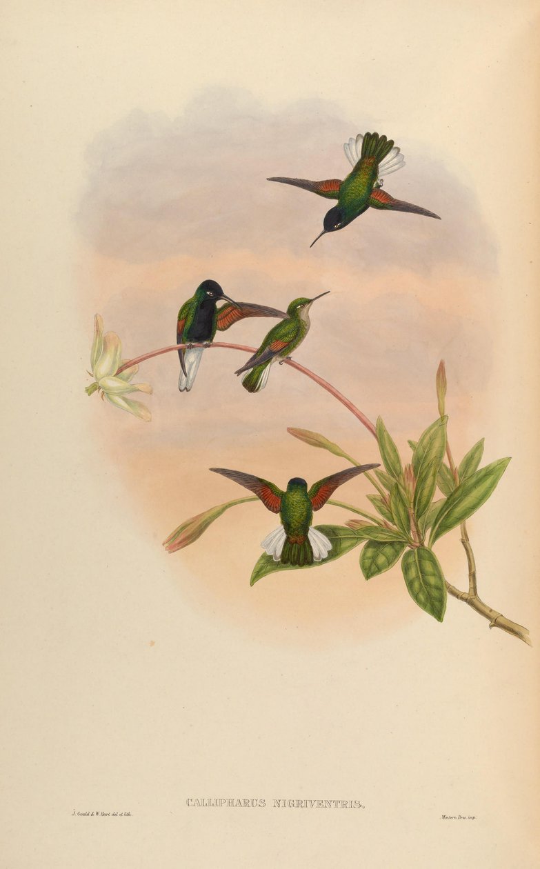 Callipharus nigriventris = Eupherusa nigriventris 作： ジョン・グールド