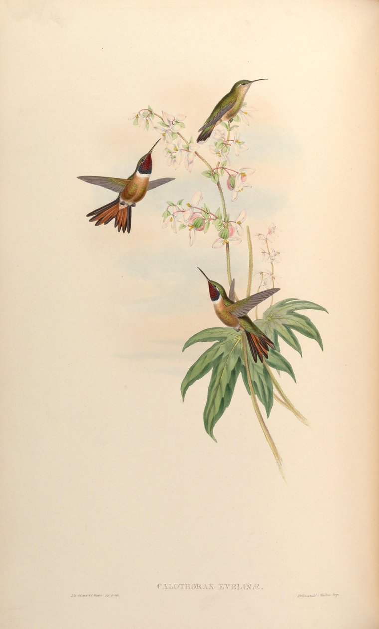 Calothorax evelinae = Calliphlox evelynae 作： ジョン・グールド