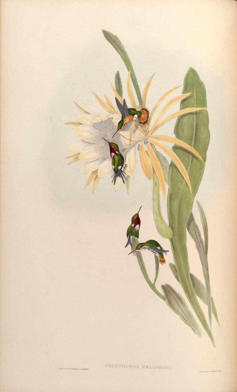 Calothorax heliodor = Chaetocercus heliodor 作： ジョン・グールド