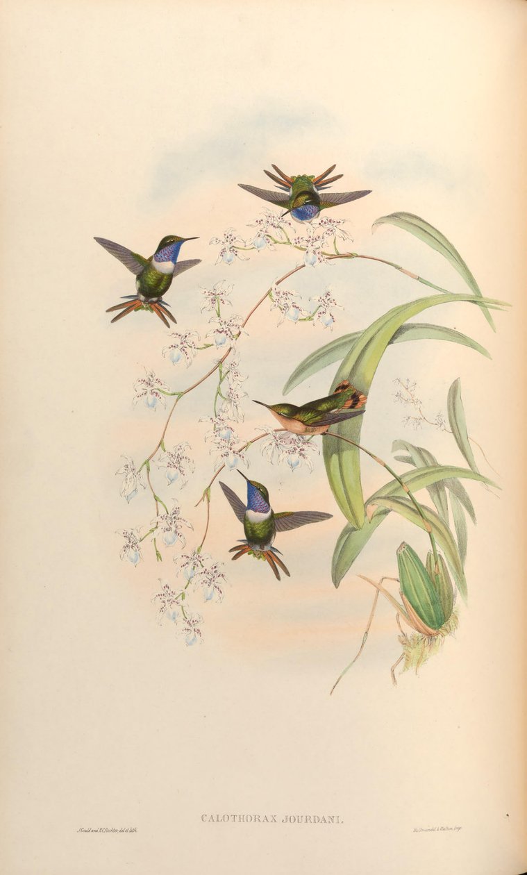 Jourdani Calothorax = Chaetocercus jourdanii 作： ジョン・グールド