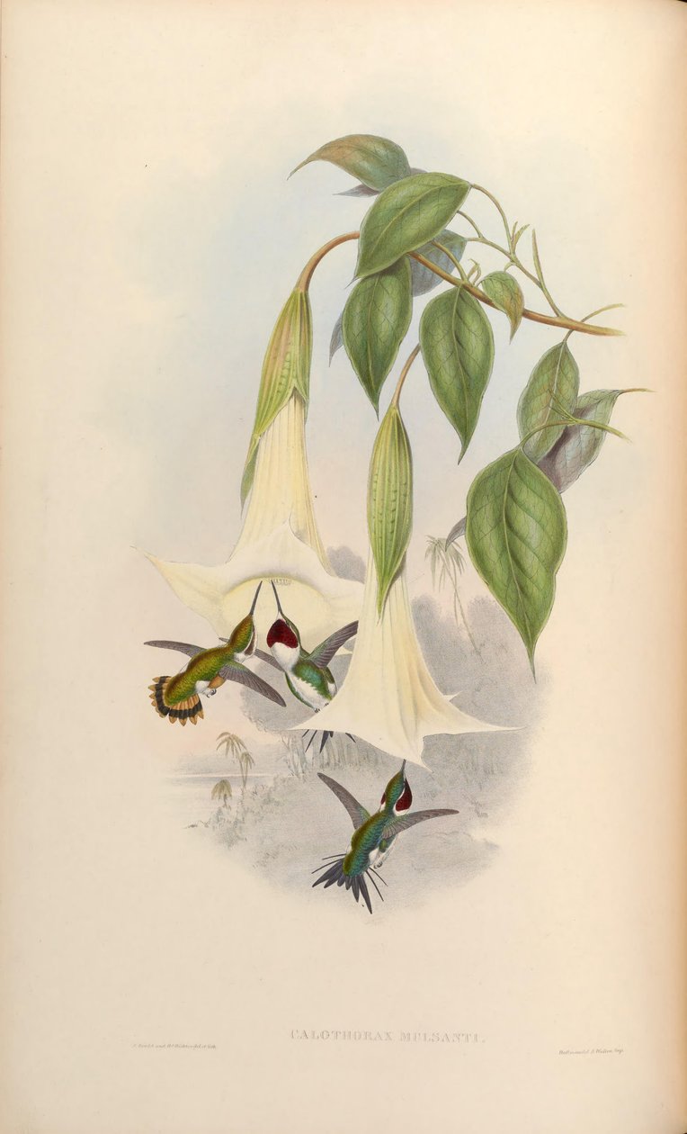 Calothorax mulsanti = Chaetocercus mulsant 作： ジョン・グールド