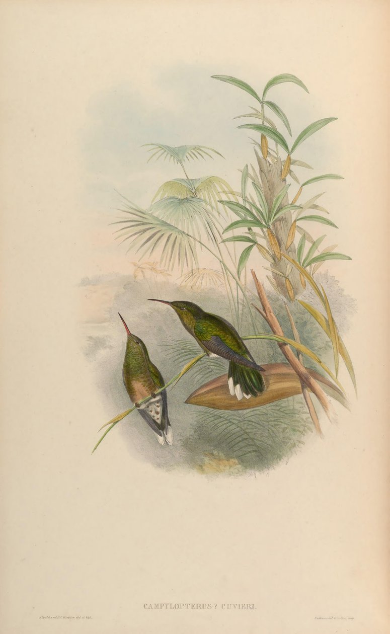 Campylopterus cuvierii = Phaeochroa cuvierii maculicauda 作： ジョン・グールド