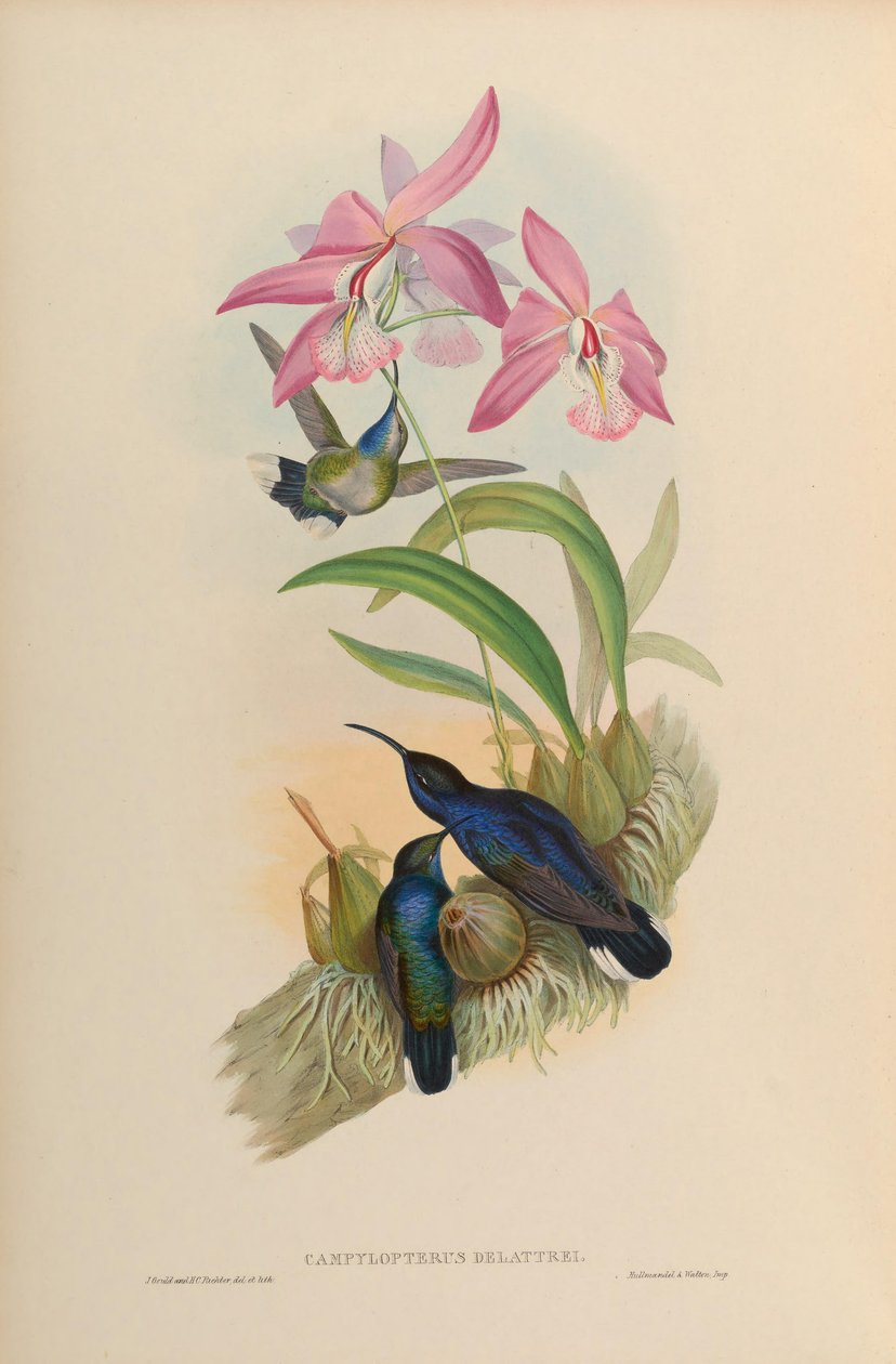 Campylopterus delattrei = Campylopterus hemileucurus hemileucurus 作： ジョン・グールド