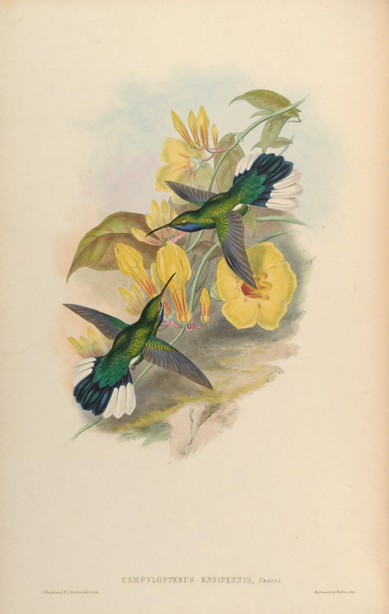 Campylopterus ensipennis 作： ジョン・グールド