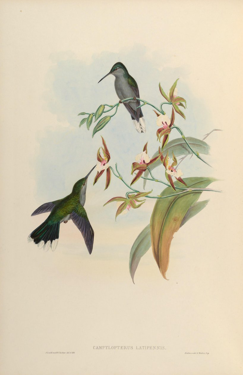 Campylopterus latipennis = Campylopterus largipennis 作： ジョン・グールド