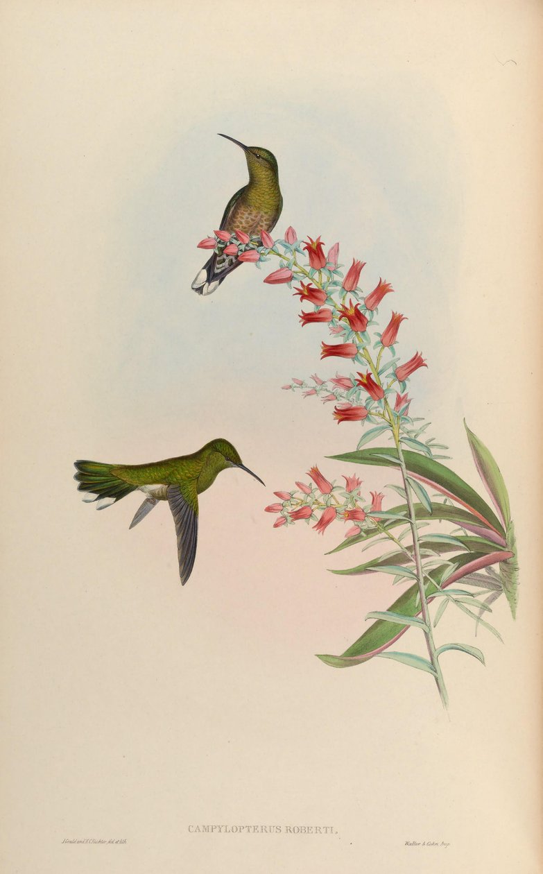 Campylopterus Robert = Phaeochroa cuvierii Robert！ 作： ジョン・グールド