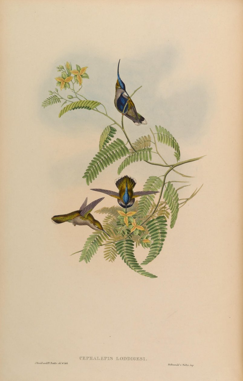 Cephalepis loddigesi = loddigesiiよりStephanoxis 作： ジョン・グールド