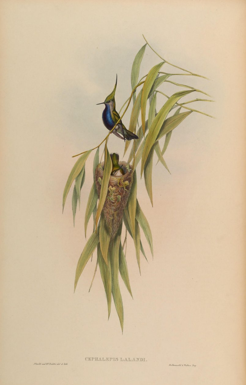 Cephallepis delalandii =多数のステファノキシス 作： ジョン・グールド