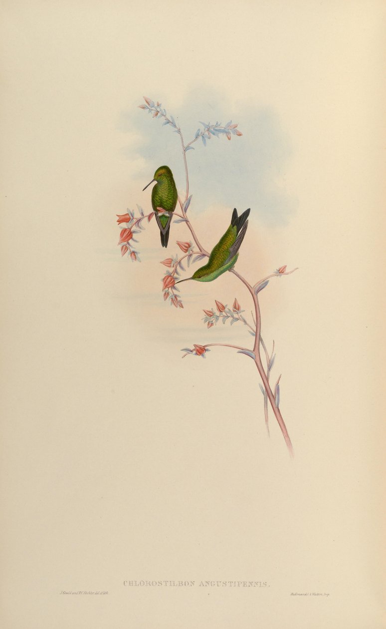 Chlorostilbon angustipennis = Chlorostilbon gibsoni 作： ジョン・グールド