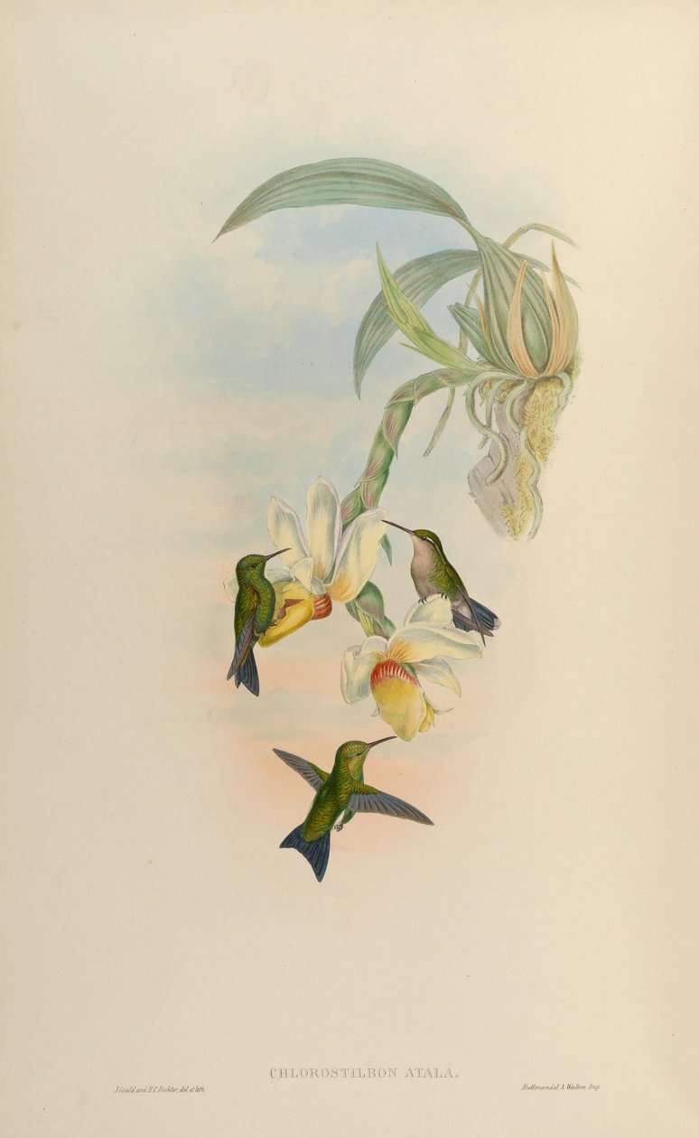 Chlorostilbon atala = Chlorostilbon mellisugus mellisugus 作： ジョン・グールド