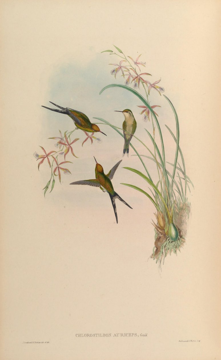 Chlorostilbon auriceps = Chlorostilbon auriceps 作： ジョン・グールド
