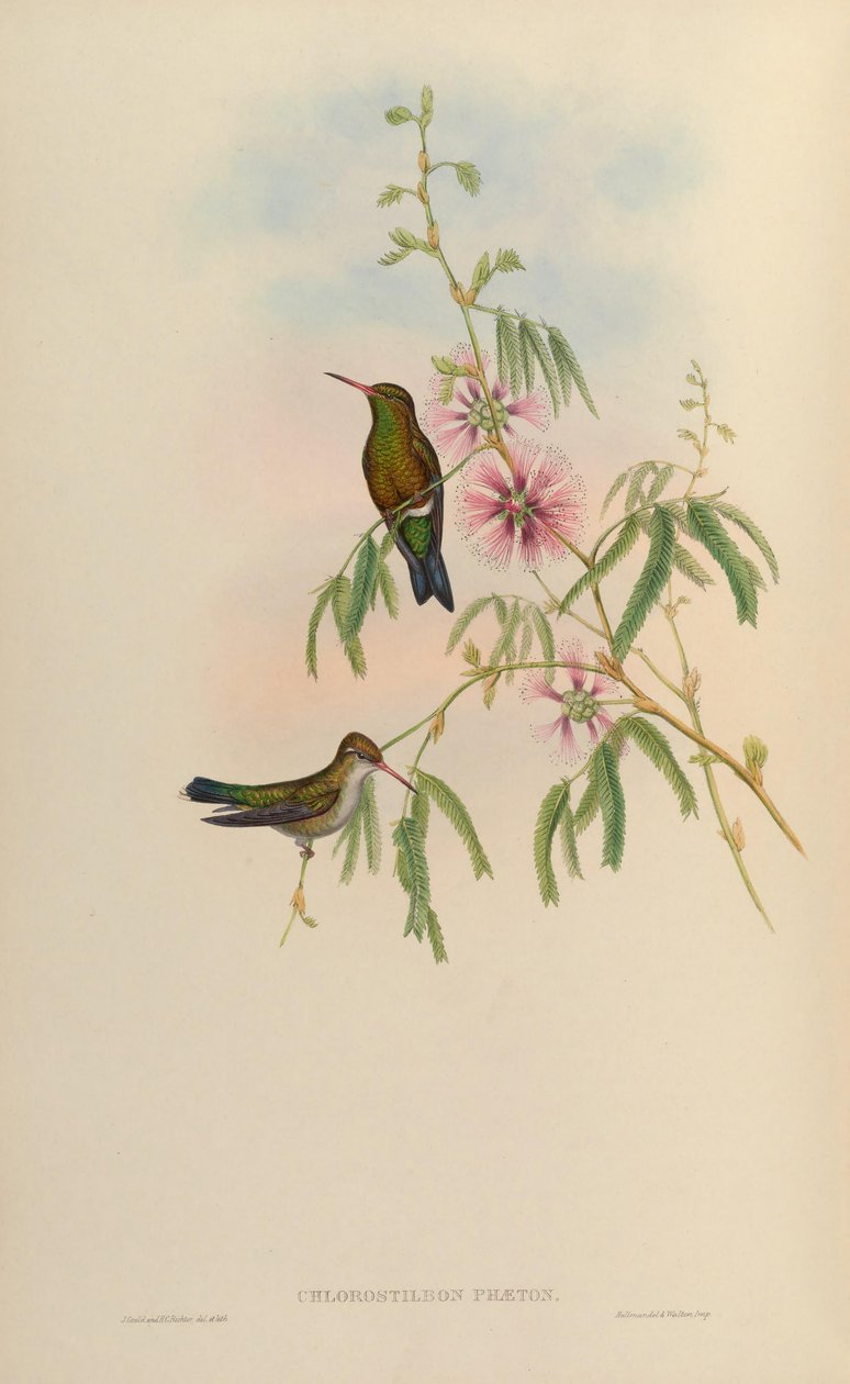 Chlorostilbon phaethon = Chlorostilbon aureoventris = Chlorostilbon lucidus 作： ジョン・グールド