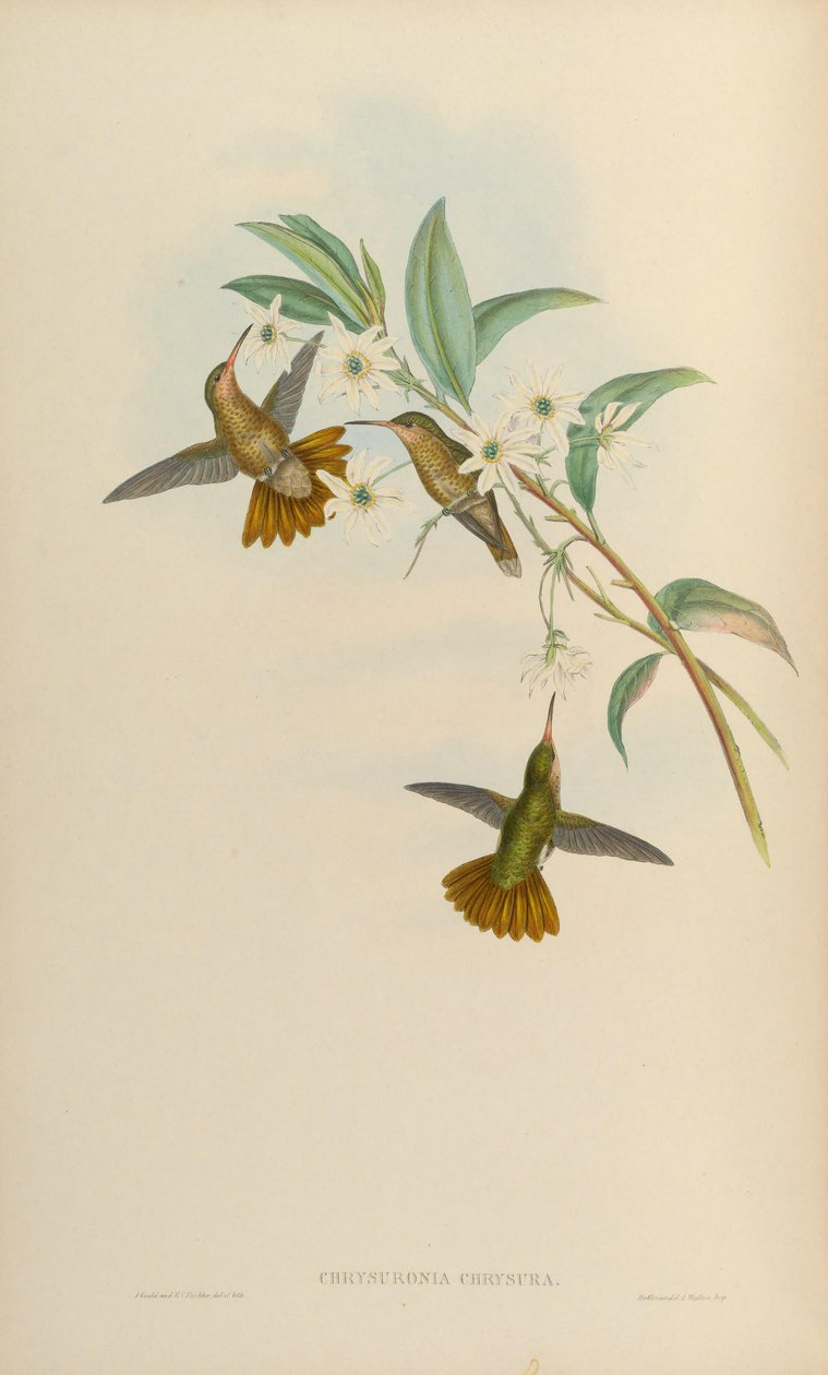 Chrysuronia chrysura = Hylocharis chrysura 作： ジョン・グールド