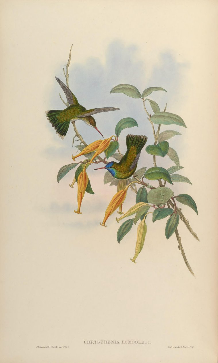 Chrysuronia humboldti = Hylocharis humboldti 作： ジョン・グールド