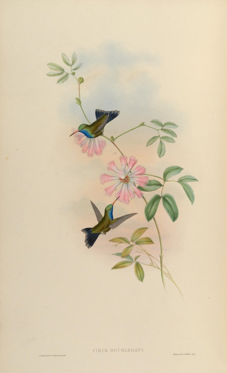 Circe doubledayi = Cynanthus latirostris doubledayi 作： ジョン・グールド