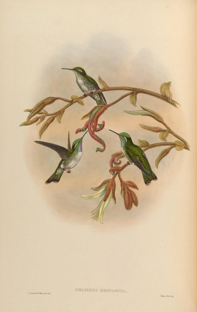 Coeligena hemileuca = Lampornis hemileucus 作： ジョン・グールド