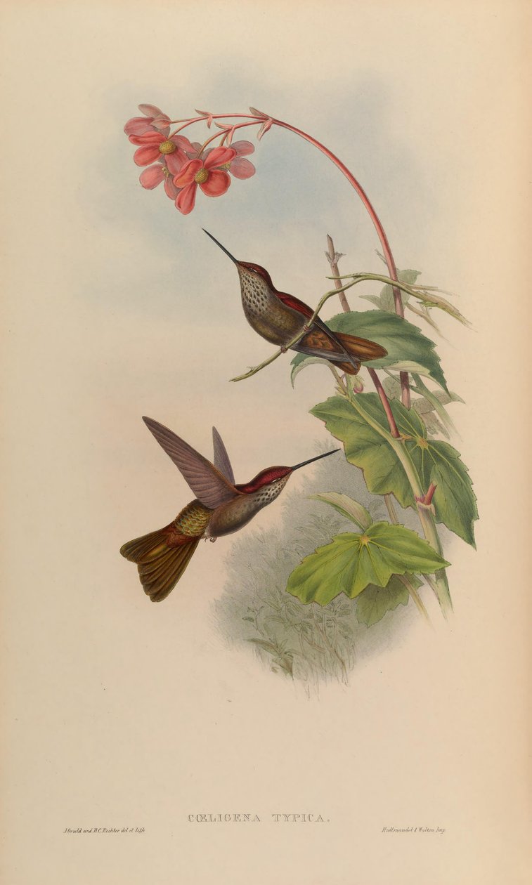 Coeligena typica = Coeligena coeligena 作： ジョン・グールド