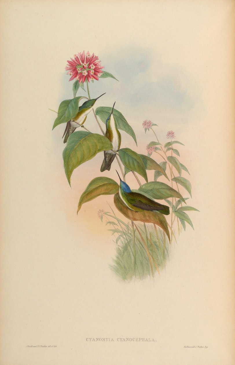 Cyanomyia cyanocephala = Amazilia cyanocephala 作： ジョン・グールド