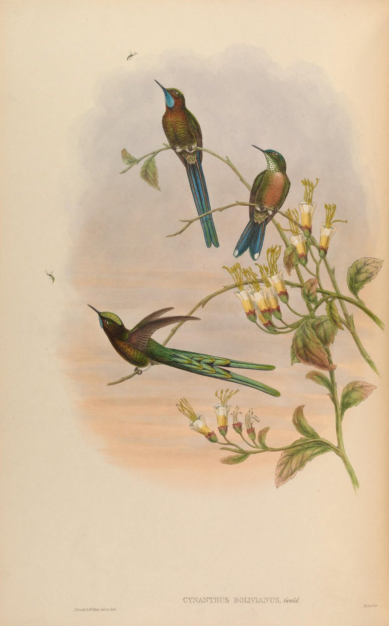 Cynanthus bolivianas = Aglaiocercus kingi smaragdinus 作： ジョン・グールド