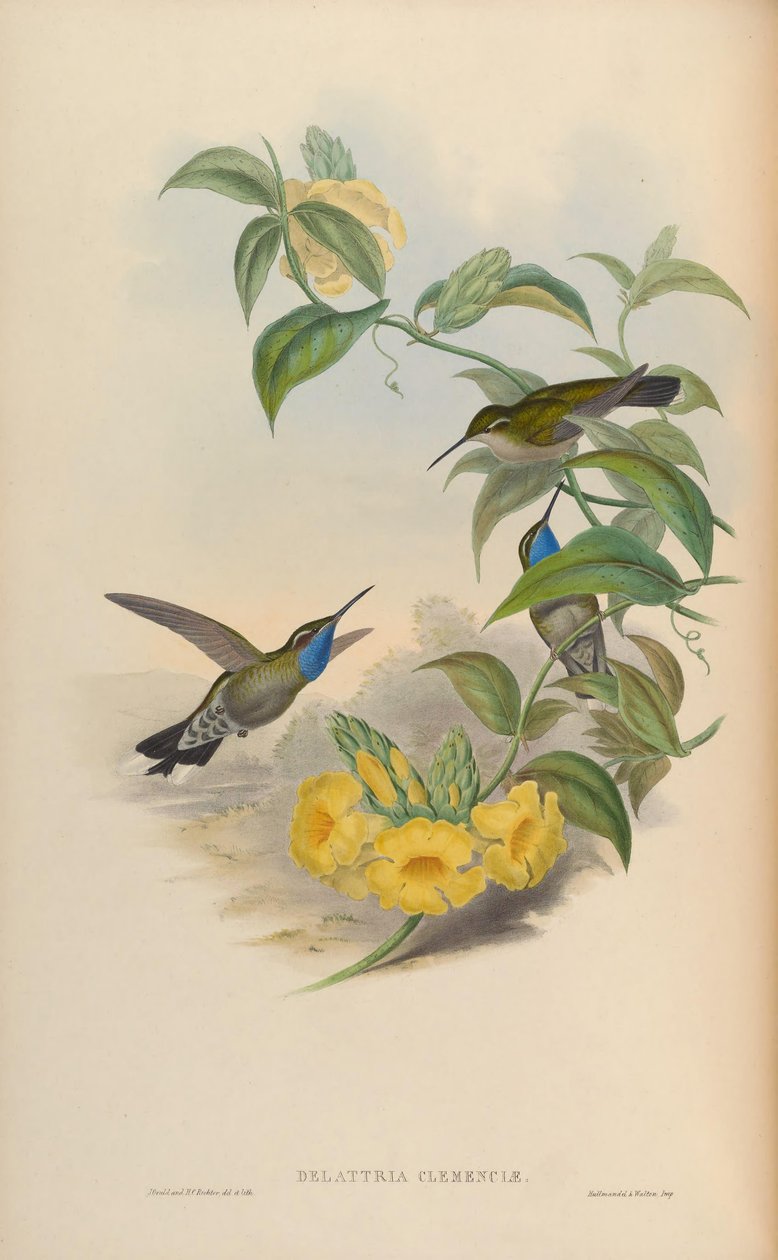Delattria clemenciae = Lampornis clemenciae 作： ジョン・グールド