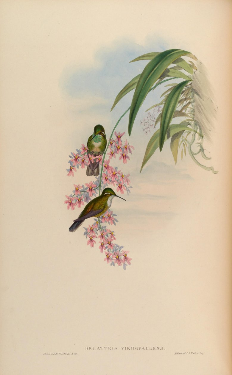 Delattria viridipallens = Lampornis viridipallens 作： ジョン・グールド