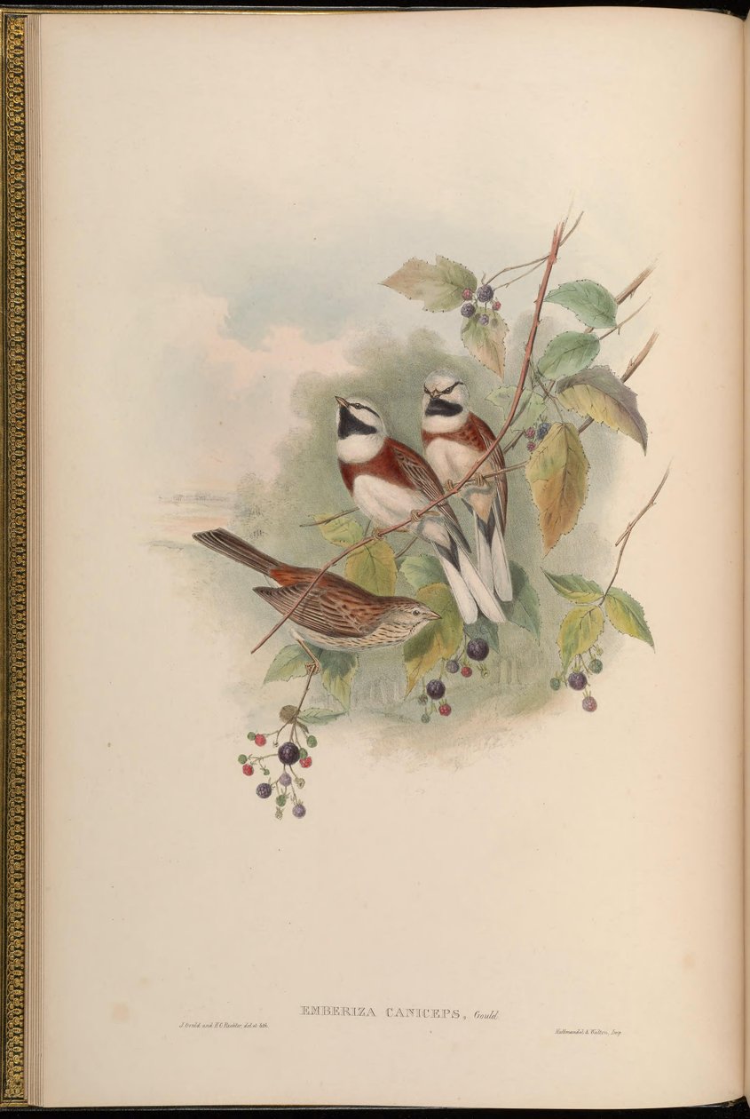 Emberiza caniceps = Emberiza stewarti 作： ジョン・グールド